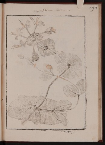 Anteprima dell'oggetto