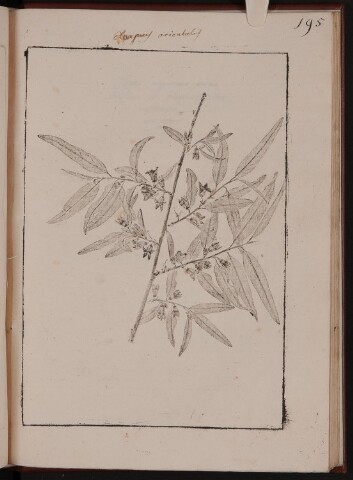 Anteprima dell'oggetto