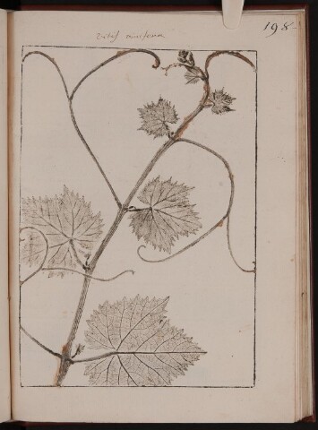 Anteprima dell'oggetto