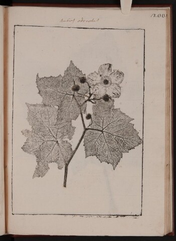 Anteprima dell'oggetto