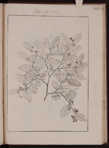 Anteprima dell'oggetto