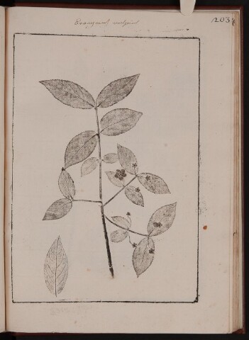 Anteprima dell'oggetto