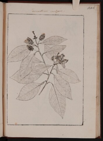 Anteprima dell'oggetto