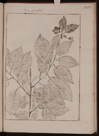 Anteprima dell'oggetto