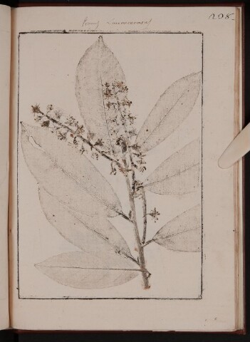 Anteprima dell'oggetto