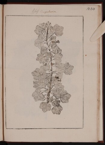 Anteprima dell'oggetto