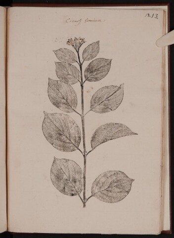 Anteprima dell'oggetto