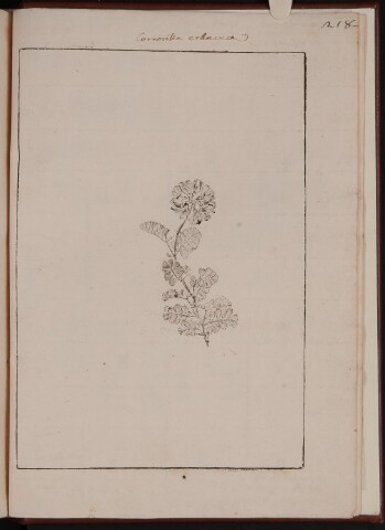 Anteprima dell'oggetto