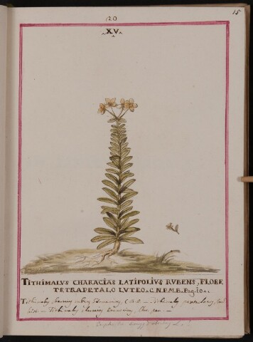 Anteprima dell'oggetto