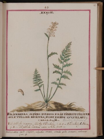 Anteprima dell'oggetto