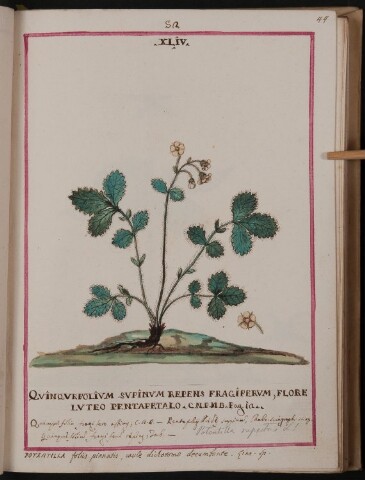 Anteprima dell'oggetto