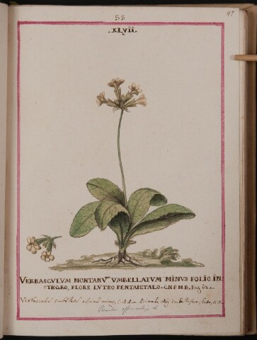 Anteprima dell'oggetto