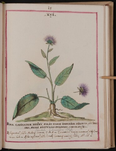 Anteprima dell'oggetto