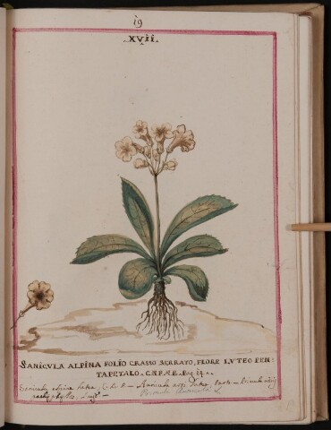 Anteprima dell'oggetto