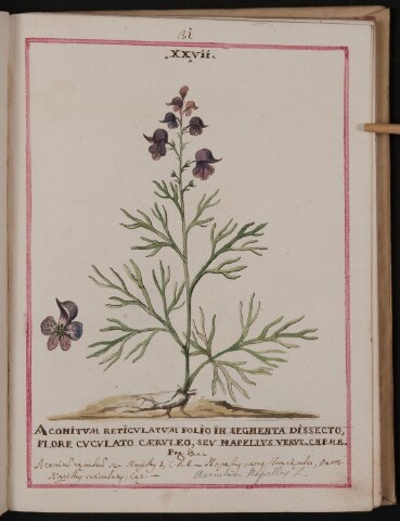 Anteprima dell'oggetto