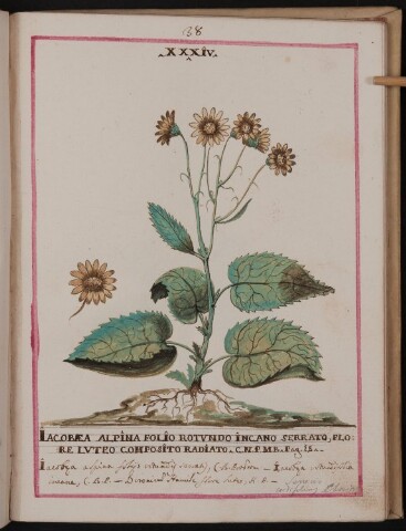 Anteprima dell'oggetto