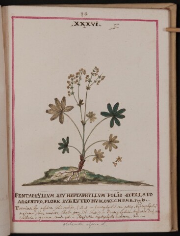 Anteprima dell'oggetto