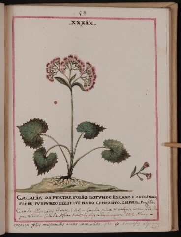 Anteprima dell'oggetto