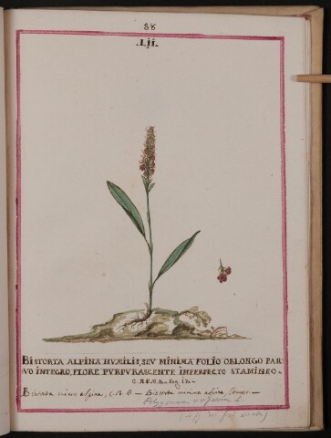 Anteprima dell'oggetto