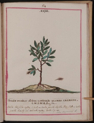 Anteprima dell'oggetto