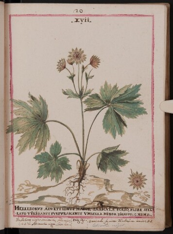 Anteprima dell'oggetto