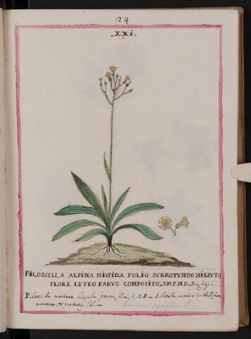 Anteprima dell'oggetto