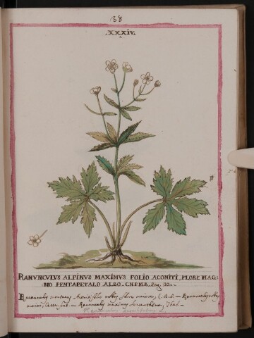 Anteprima dell'oggetto