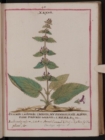 Anteprima dell'oggetto