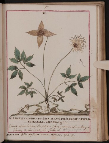 Anteprima dell'oggetto