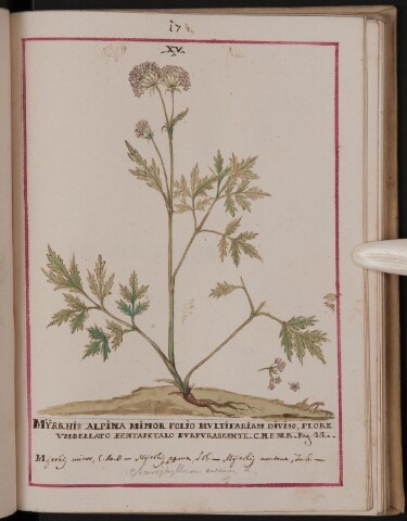 Anteprima dell'oggetto