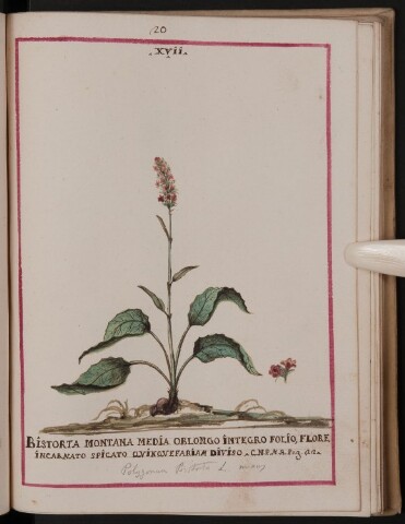 Anteprima dell'oggetto