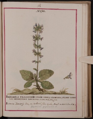 Anteprima dell'oggetto