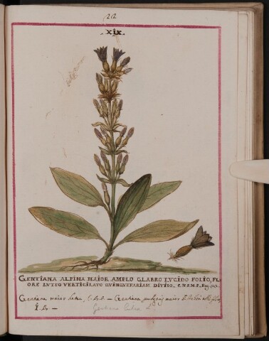 Anteprima dell'oggetto