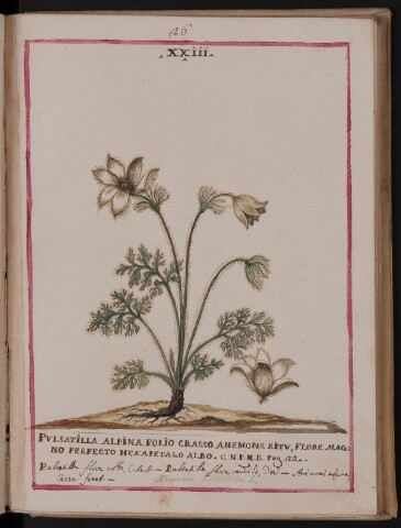 Anteprima dell'oggetto