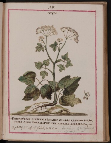 Anteprima dell'oggetto