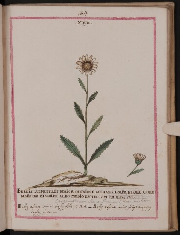 Anteprima dell'oggetto