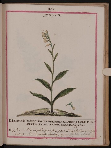 Anteprima dell'oggetto