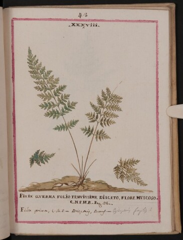 Anteprima dell'oggetto