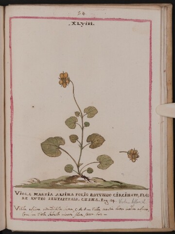 Anteprima dell'oggetto