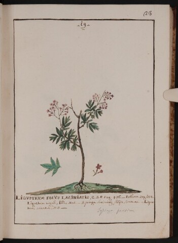 Anteprima dell'oggetto