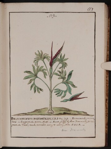 Anteprima dell'oggetto