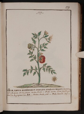 Anteprima dell'oggetto