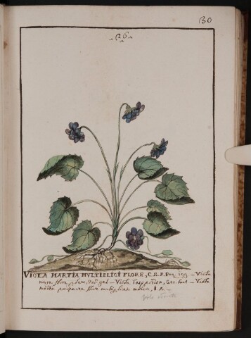 Anteprima dell'oggetto