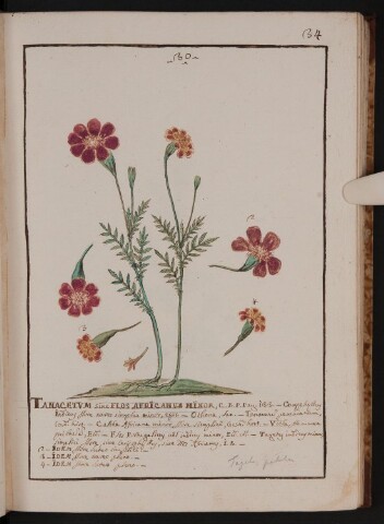 Anteprima dell'oggetto