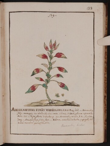 Anteprima dell'oggetto