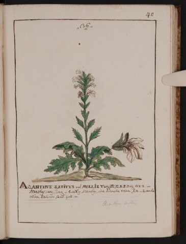 Anteprima dell'oggetto