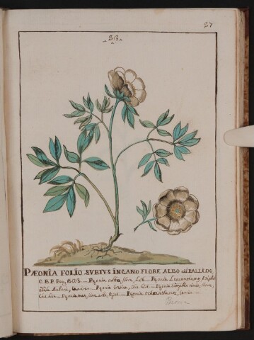 Anteprima dell'oggetto