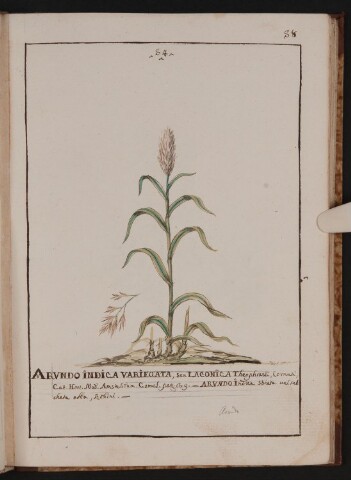 Anteprima dell'oggetto