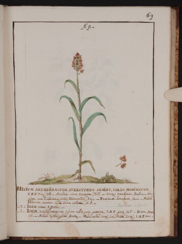 Anteprima dell'oggetto