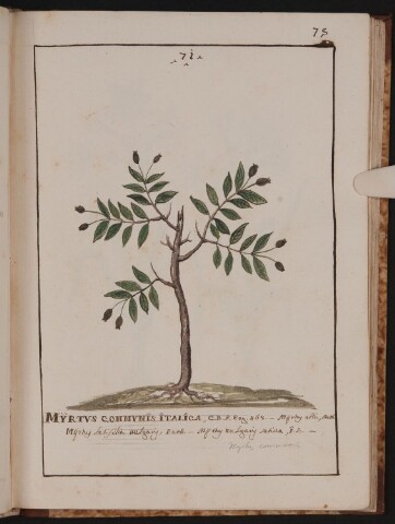 Anteprima dell'oggetto